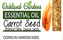 Carrot Seed Essential Oil (Daucus carota)