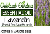 Lavandin Essential Oil  (Lavandula hybrida)