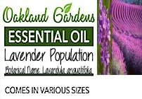 Lavender, Population Essential Oil (Lavandula angustifolia)