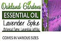 Lavender, Spike Essential Oil (Lavendula Latifolia)