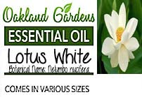 Lotus White Essential Oil ( Nelumbo nucifera)