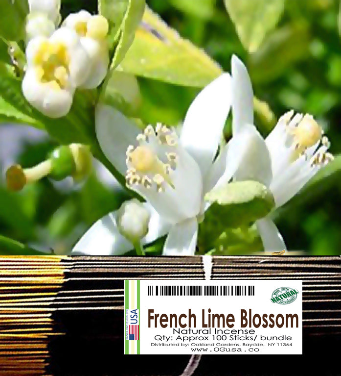 French lime 2024 blossom